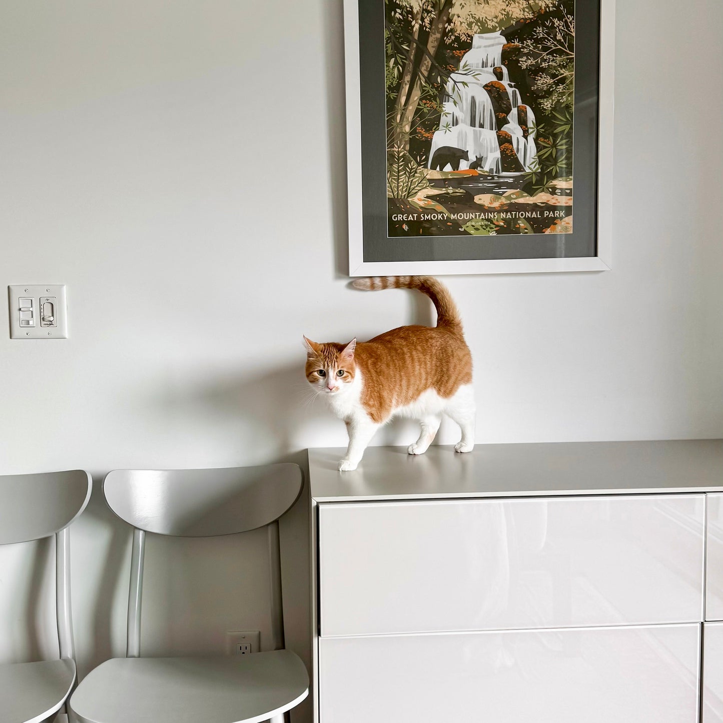 The Micro-Rituals That Keep Your Home Calm (Even With Fur)