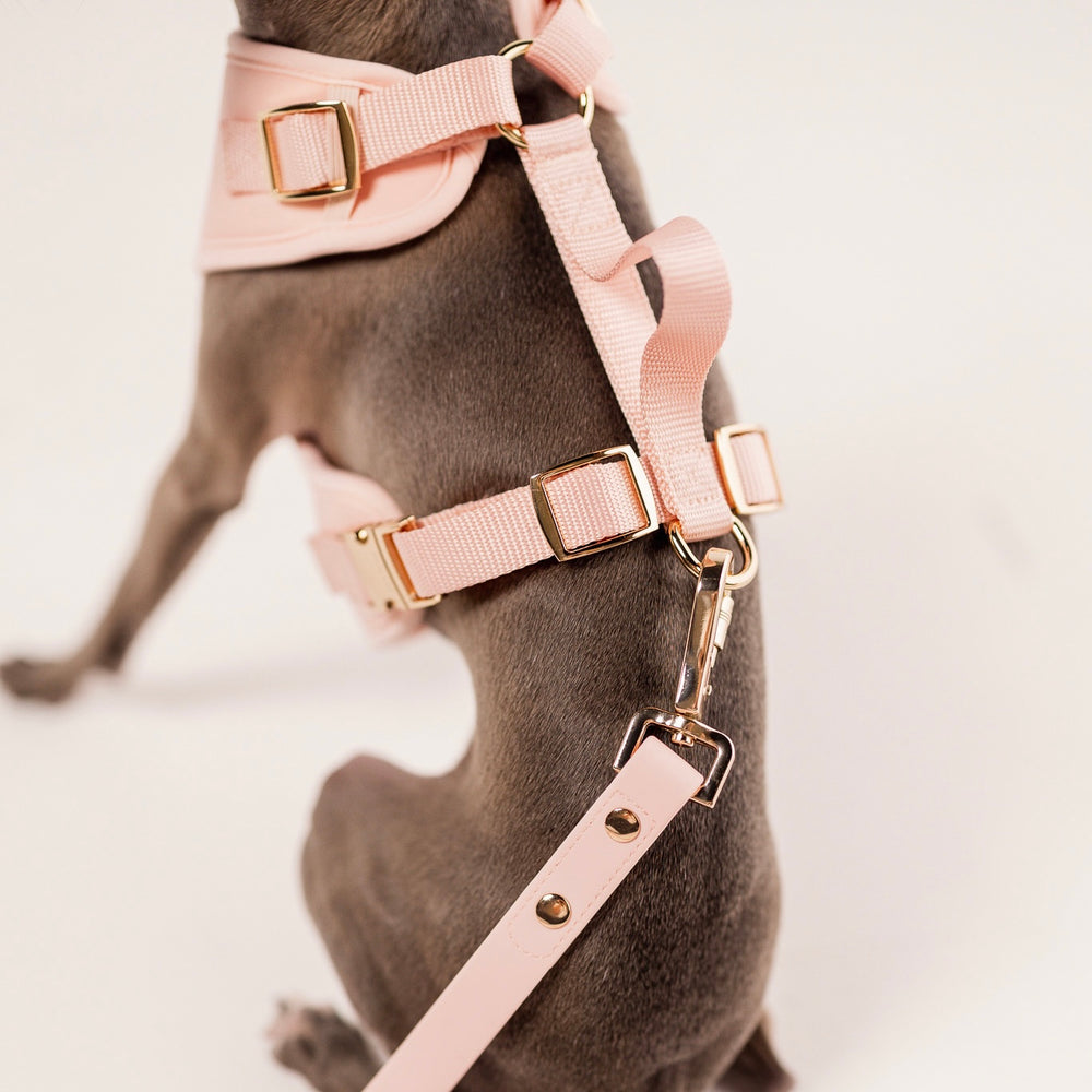 
                  
                    Elise Harness & Leash Bundle - Rose
                  
                