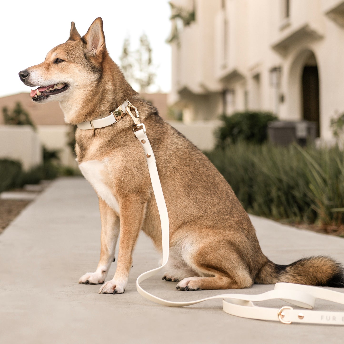 Elise Collar & Leash Bundle - Bone